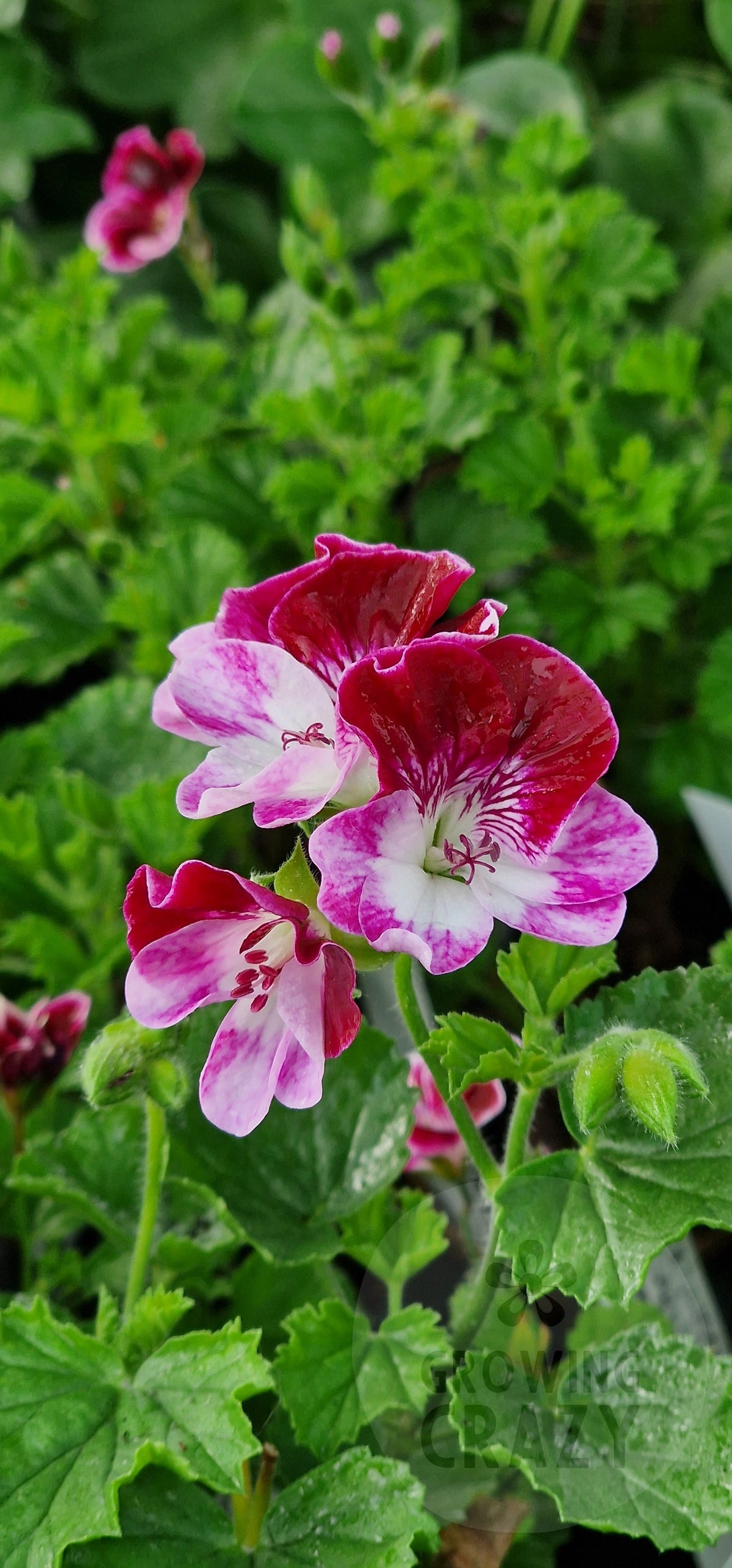 Cottenham Harmony Angel Pelargonium in flower
