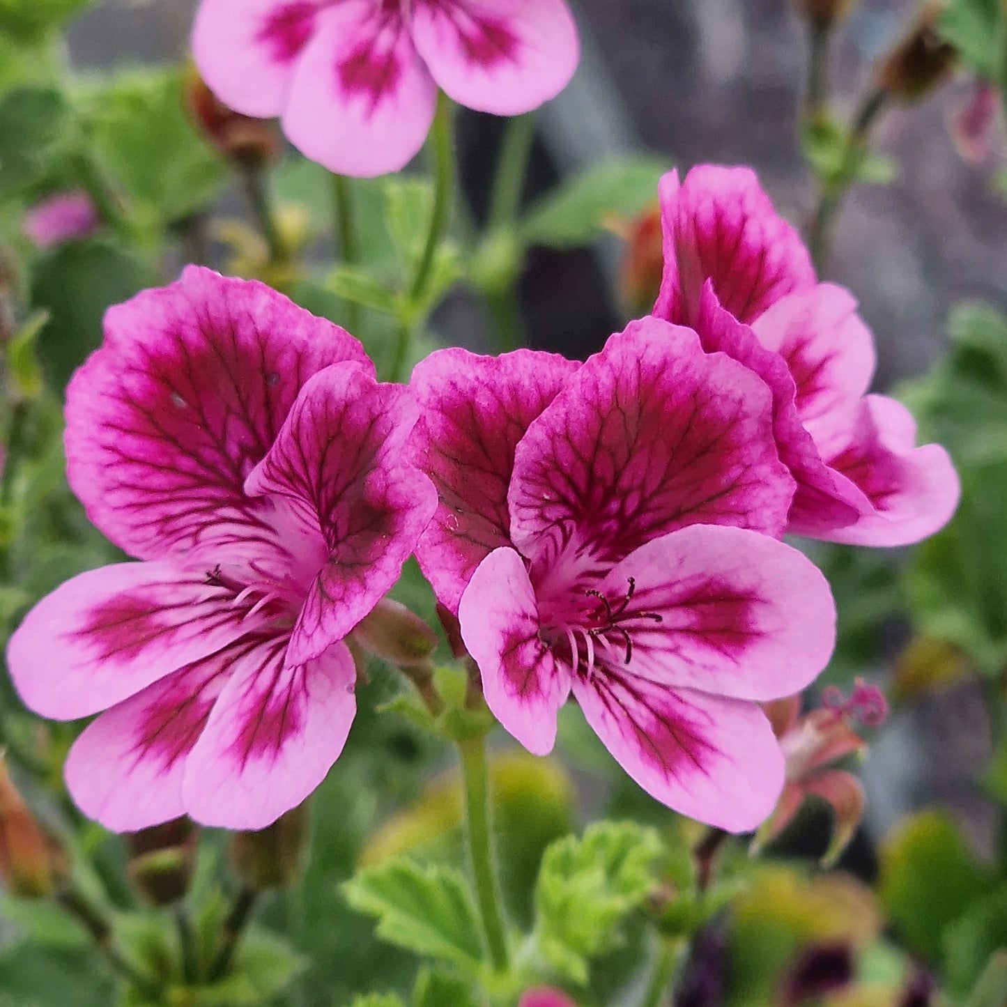 Cottenham Wonder - Angel Pelargonium (Geranium) Plant - 6cm bio pot
