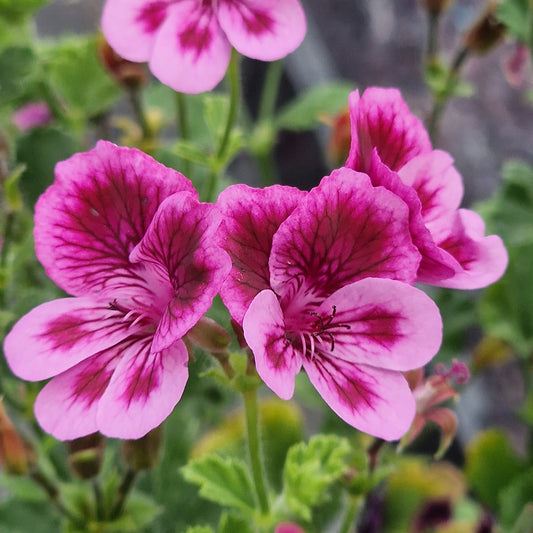 Cottenham Wonder - Angel Pelargonium (Geranium) Plant - 6cm bio pot