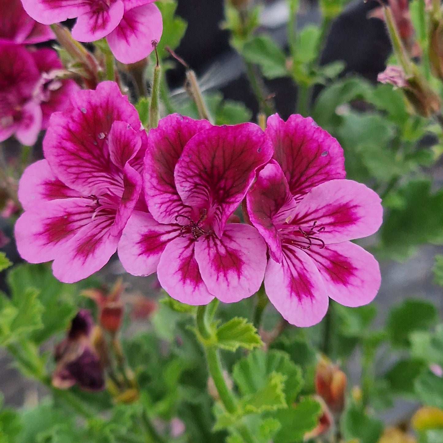 Cottenham Wonder - Angel Pelargonium (Geranium) Plant - 6cm bio pot