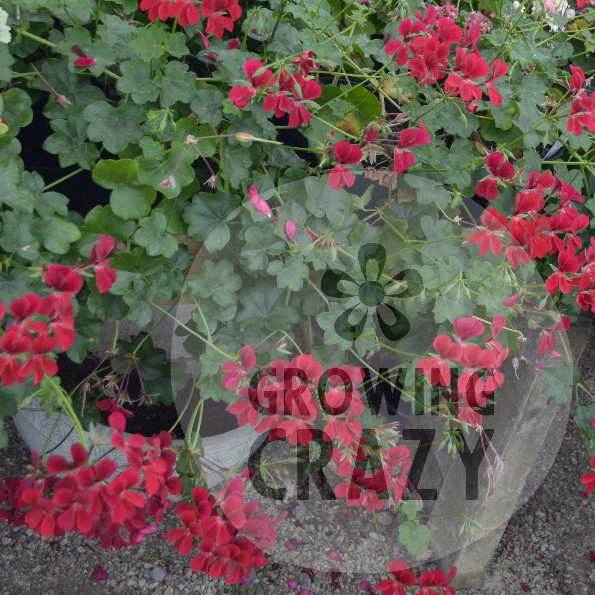 Red Cascade - Ivy Leaved trailing Pelargonium (Geranium)n scarlet red  flower great for window boxes and hanging baskets these are used on the continent 