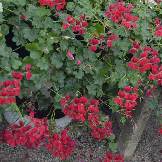 Red Cascade - Ivy Leaved trailing Pelargonium (Geranium)n scarlet red  flower great for window boxes and hanging baskets these are used on the continent 