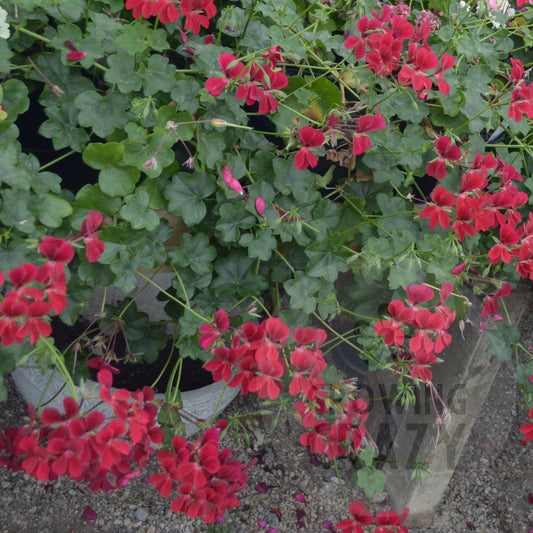 Red Cascade - Ivy Leaved trailing Pelargonium (Geranium)n scarlet red  flower great for window boxes and hanging baskets these are used on the continent 