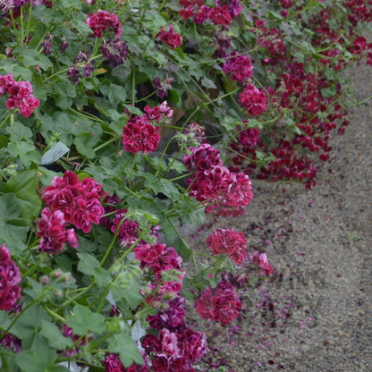 Barbe Bleu - Ivy Leaved (trailing) Pelargonium / Geranium Plant - 6cm bio pot