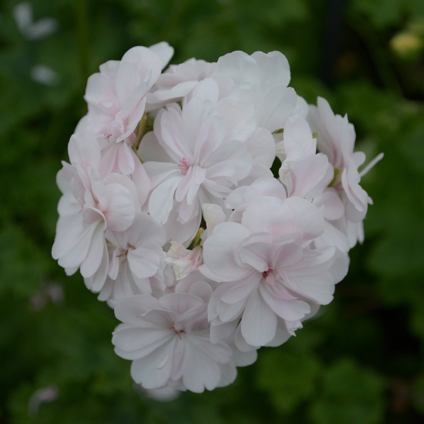 Cara Mia - Zonartic Pelargonium (Geranium) Plant - 6cm bio pot