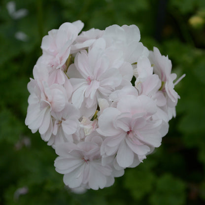 Cara Mia - Zonartic Pelargonium (Geranium) Plant - 6cm bio pot