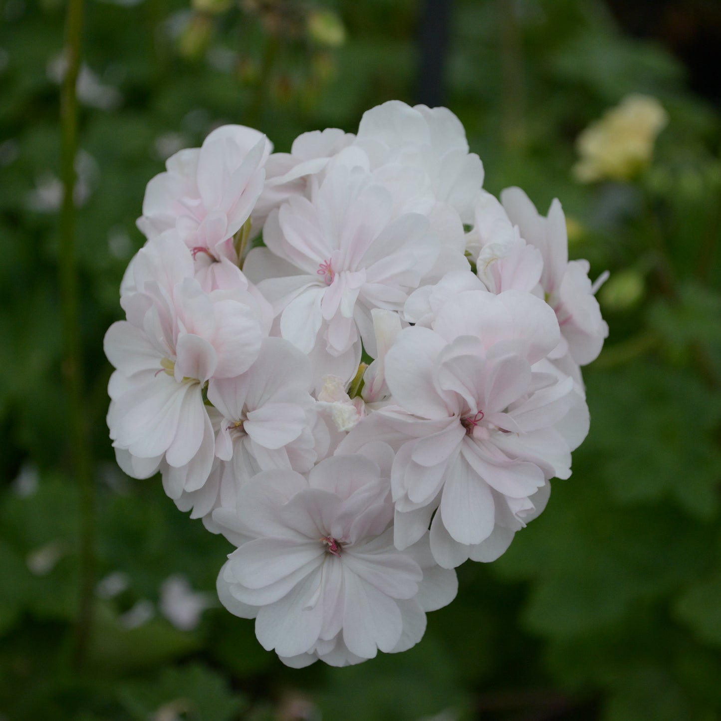 Cara Mia - Zonartic Pelargonium (Geranium) Plant - 6cm bio pot
