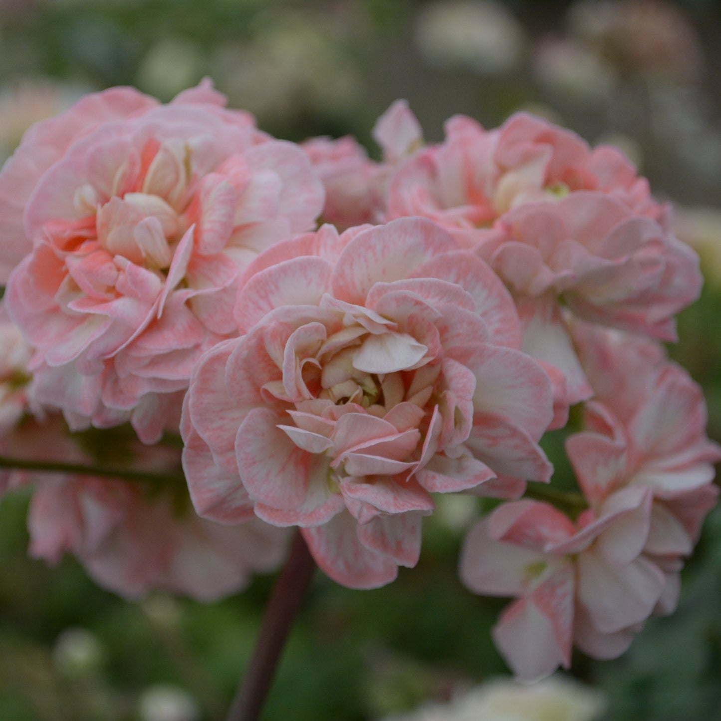 Rushmoor Avon - Zonartic Pelargonium (Geranium) Plant - 6cm bio pot