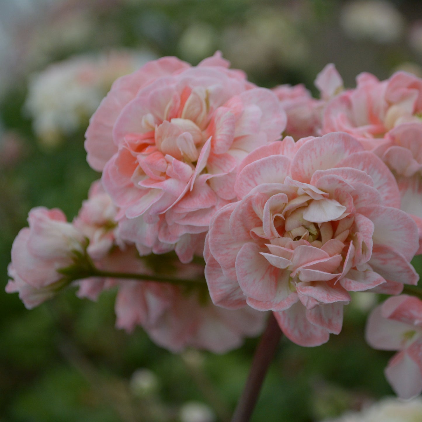 Rushmoor Avon - Zonartic Pelargonium (Geranium) Plant - 6cm bio pot
