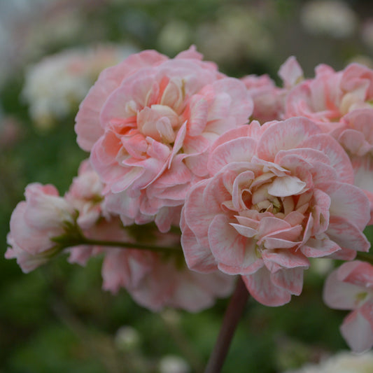 Rushmoor Avon - Zonartic Pelargonium (Geranium) Plant - 6cm bio pot