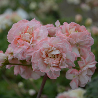 Rushmoor Avon - Zonartic Pelargonium (Geranium) Plant - 6cm bio pot
