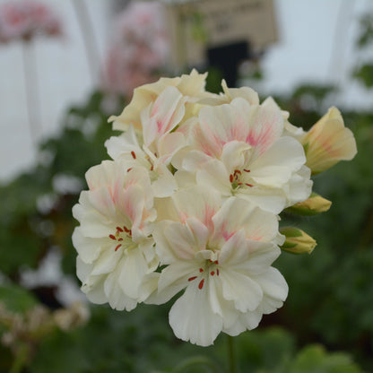 Rushmoor Mekong - Zonartic Pelargonium (Geranium) Plant - 6cm bio pot