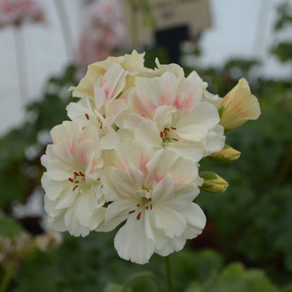 Rushmoor Mekong - Zonartic Pelargonium (Geranium) Plant - 6cm bio pot