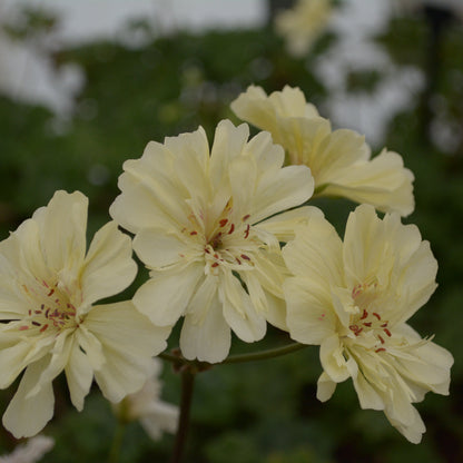 Rushmoor Mississippi - Zonartic Pelargonium (Geranium) Plant - 6cm bio pot