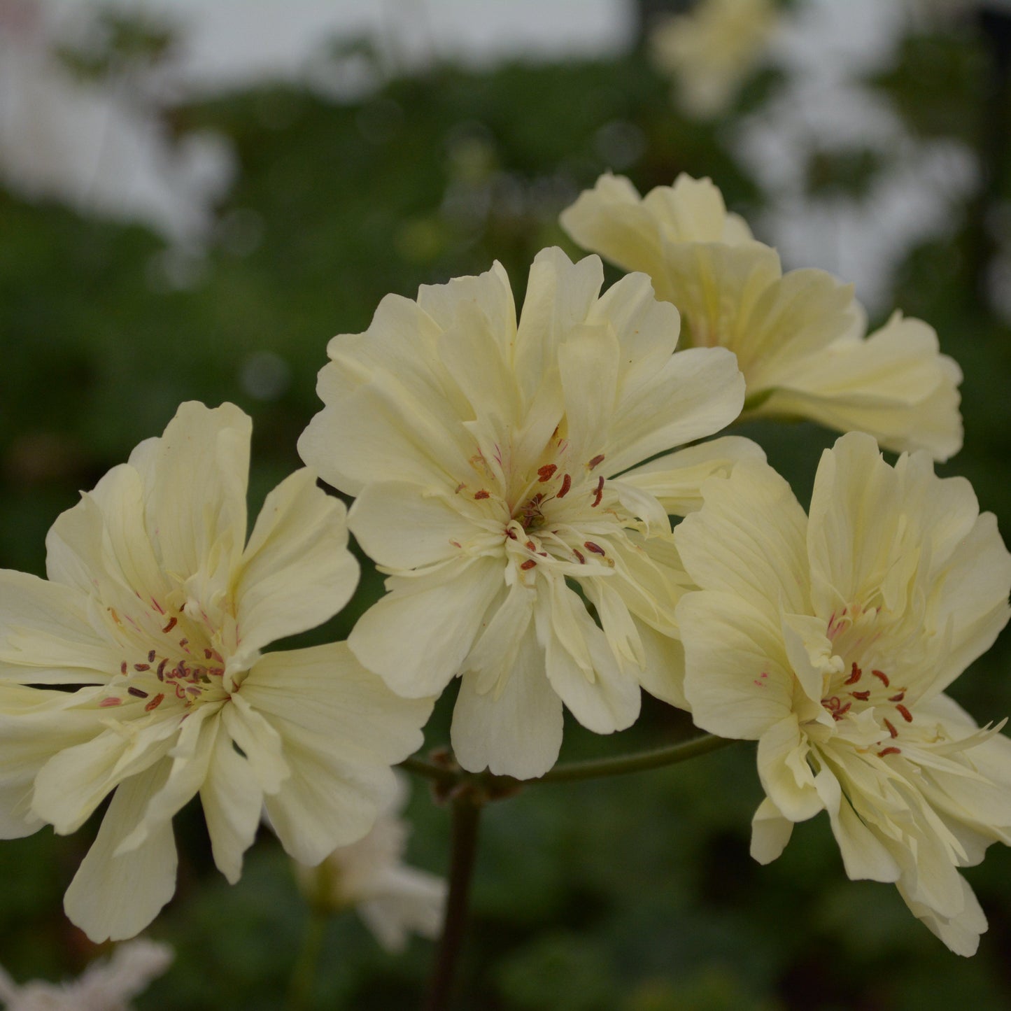 Rushmoor Mississippi - Zonartic Pelargonium (Geranium) Plant - 6cm bio pot