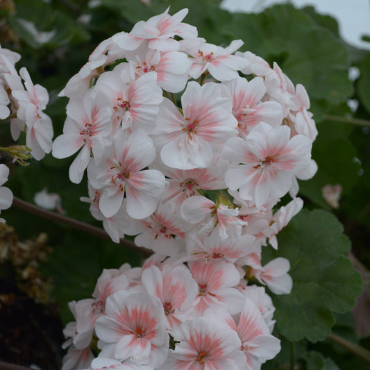 Lovely Wera - Zonartic Pelargonium (Geranium) Plant - 6cm bio pot