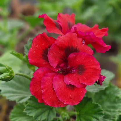 Dark Secret - Regal Pelargonium (Geranium) plant - 6cm bio pot