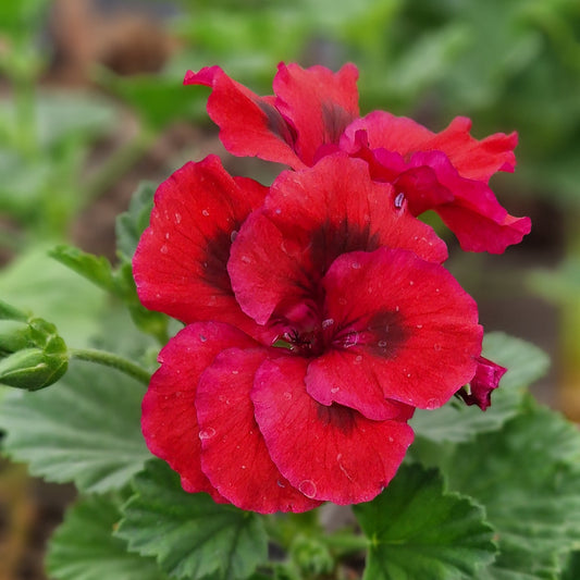Dark Secret - Regal Pelargonium (Geranium) plant - 6cm bio pot