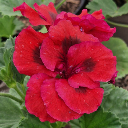 Dark Secret - Regal Pelargonium (Geranium) plant - 6cm bio pot