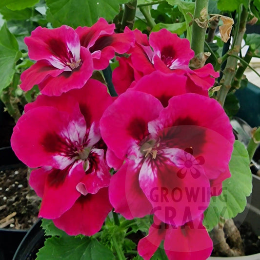 Darling Joan - Decorative Pelargonium (Geranium) plant in 6cm bio pot