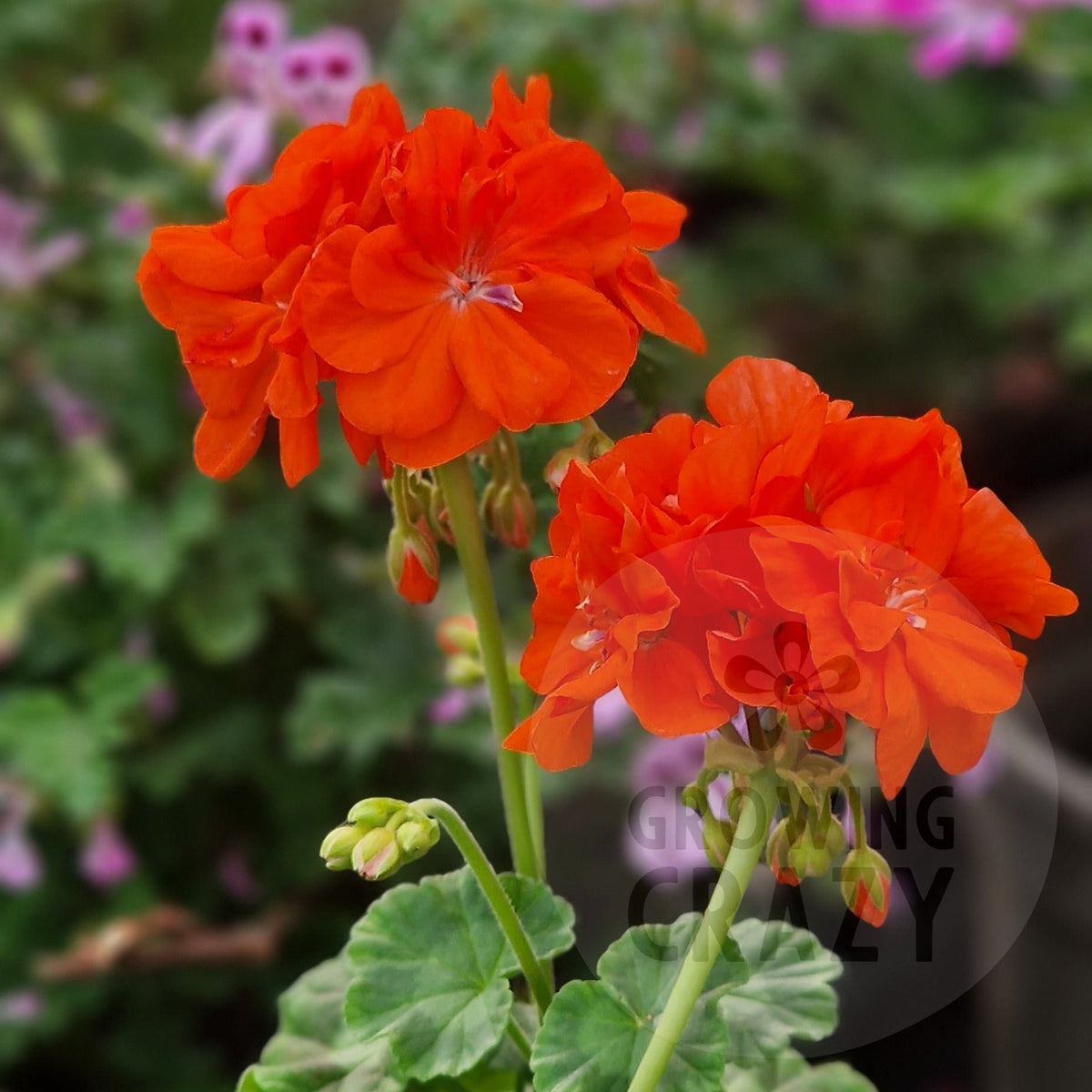Deacon Orangeade Zonal Pelargonium in flower