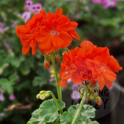 Deacon Orangeade Zonal Pelargonium in flower