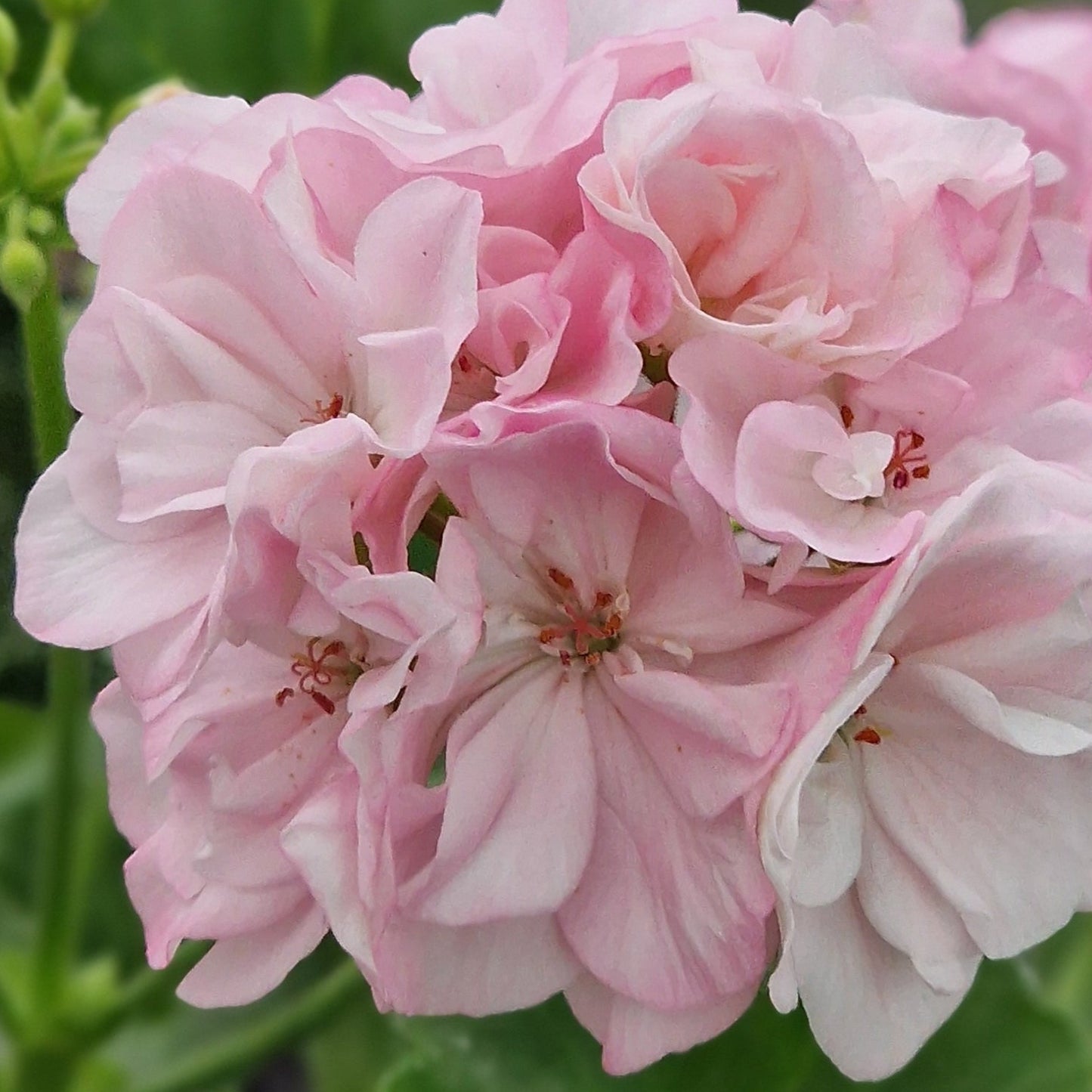 Deacon Lilac Mist - Zonal Pelargonium / Geranium Garden Plant - 6cm bio pot
