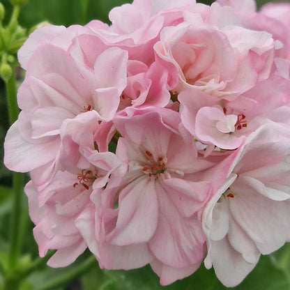 Deacon Lilac Mist - Zonal Pelargonium / Geranium Garden Plant - 6cm bio pot