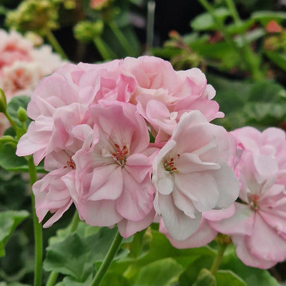 Deacon Lilac Mist - Zonal Pelargonium / Geranium Garden Plant - 6cm bio pot