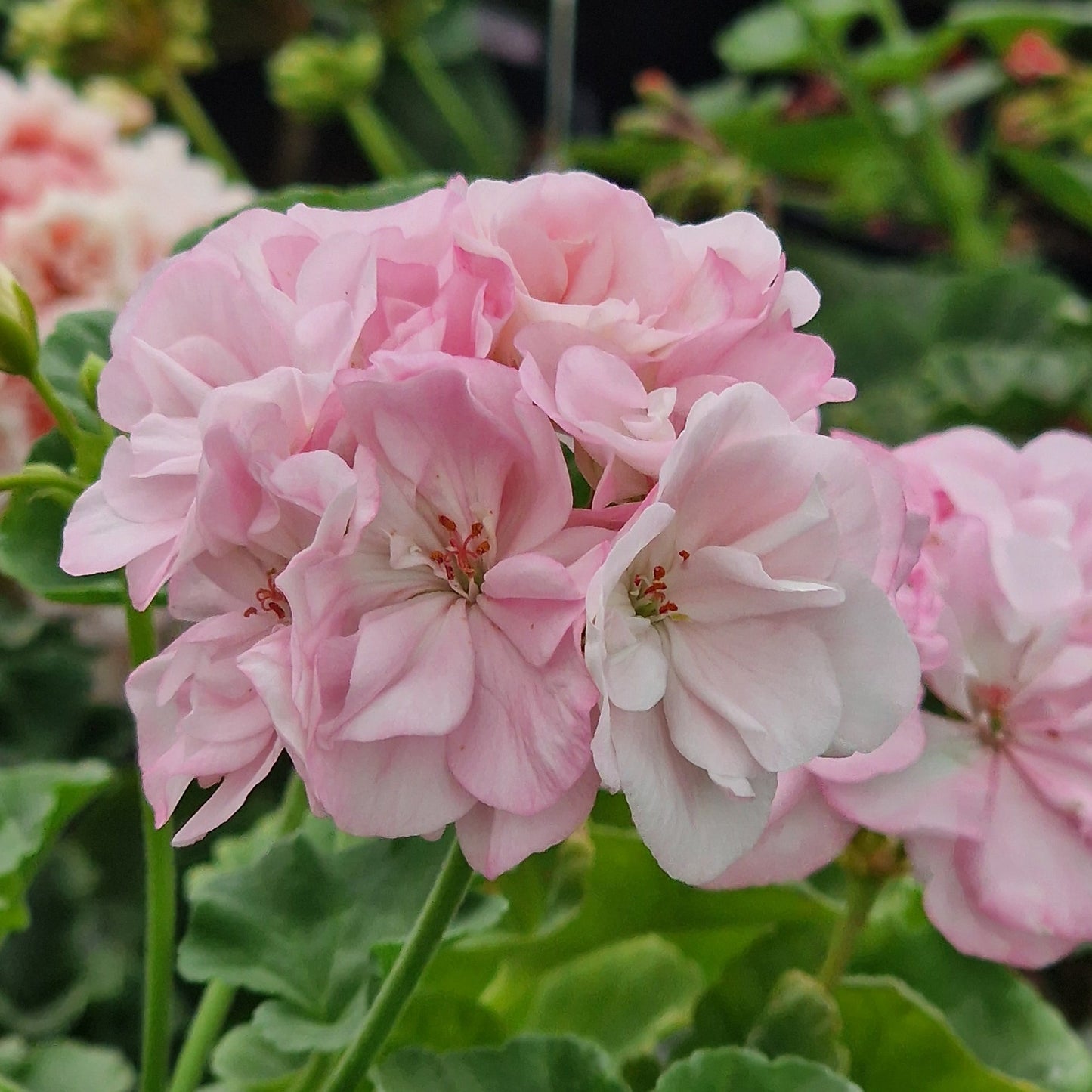 Deacon Lilac Mist - Zonal Pelargonium / Geranium Garden Plant - 6cm bio pot