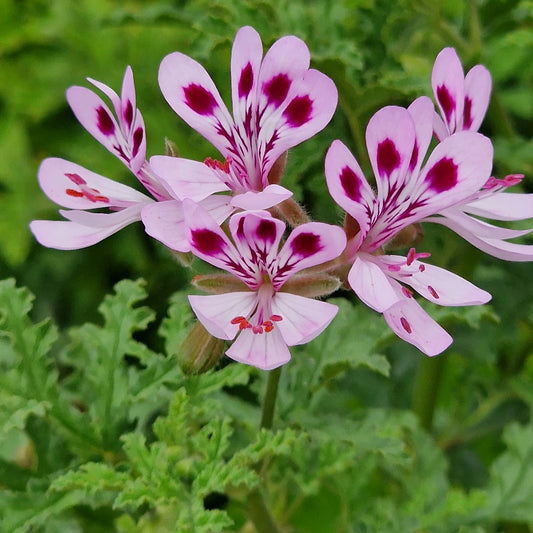 Deans Delight - Woody Scented Leaf Pelargonium (Geranium) Plant - 6cm
