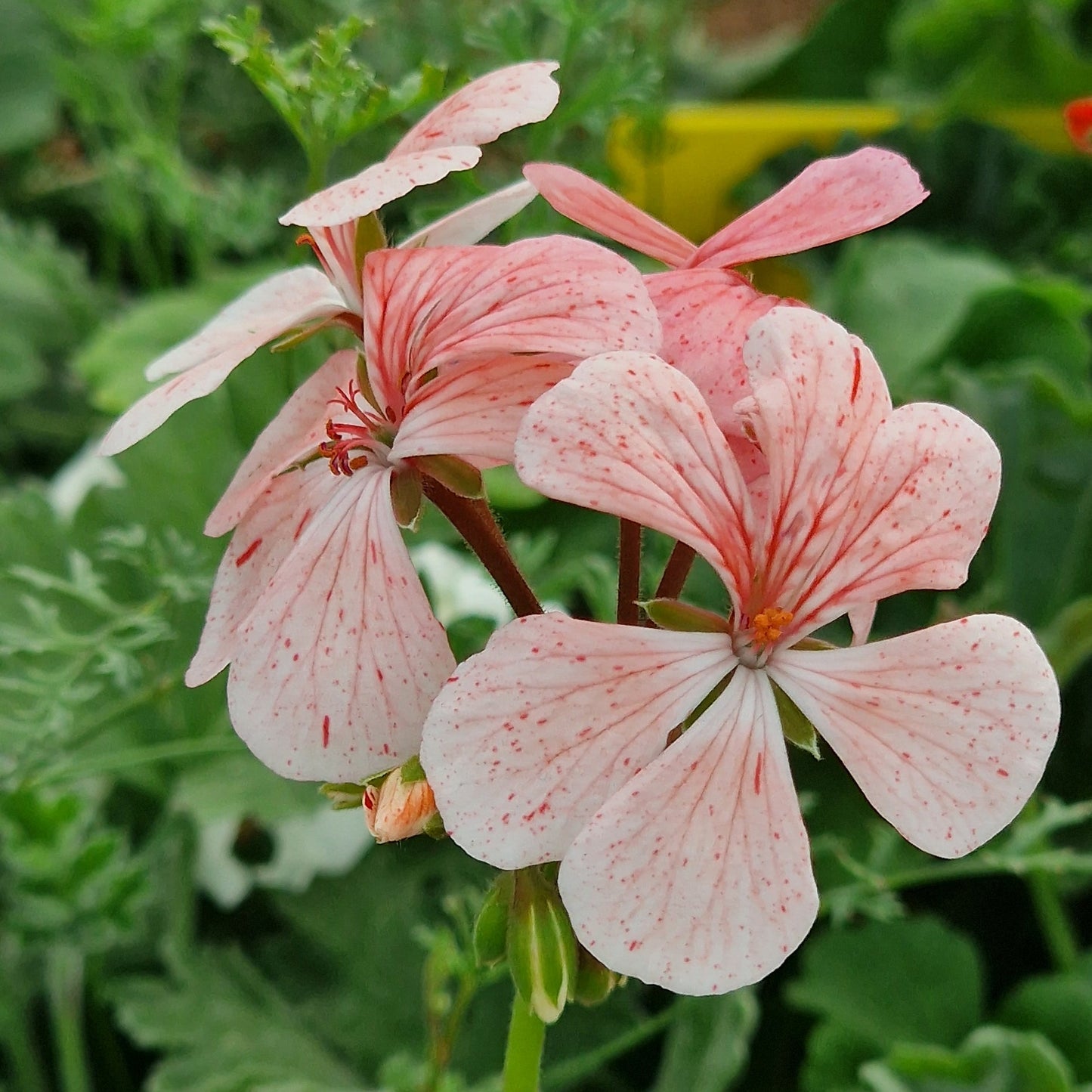 Deerwood So Big - Zonal Pelargonium / Geranium Garden Plant - 6cm bio pot