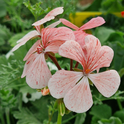 Deerwood So Big - Zonal Pelargonium / Geranium Garden Plant - 6cm bio pot