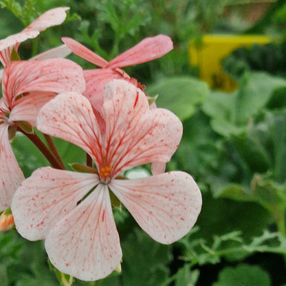 Deerwood So Big - Zonal Pelargonium / Geranium Garden Plant - 6cm bio pot