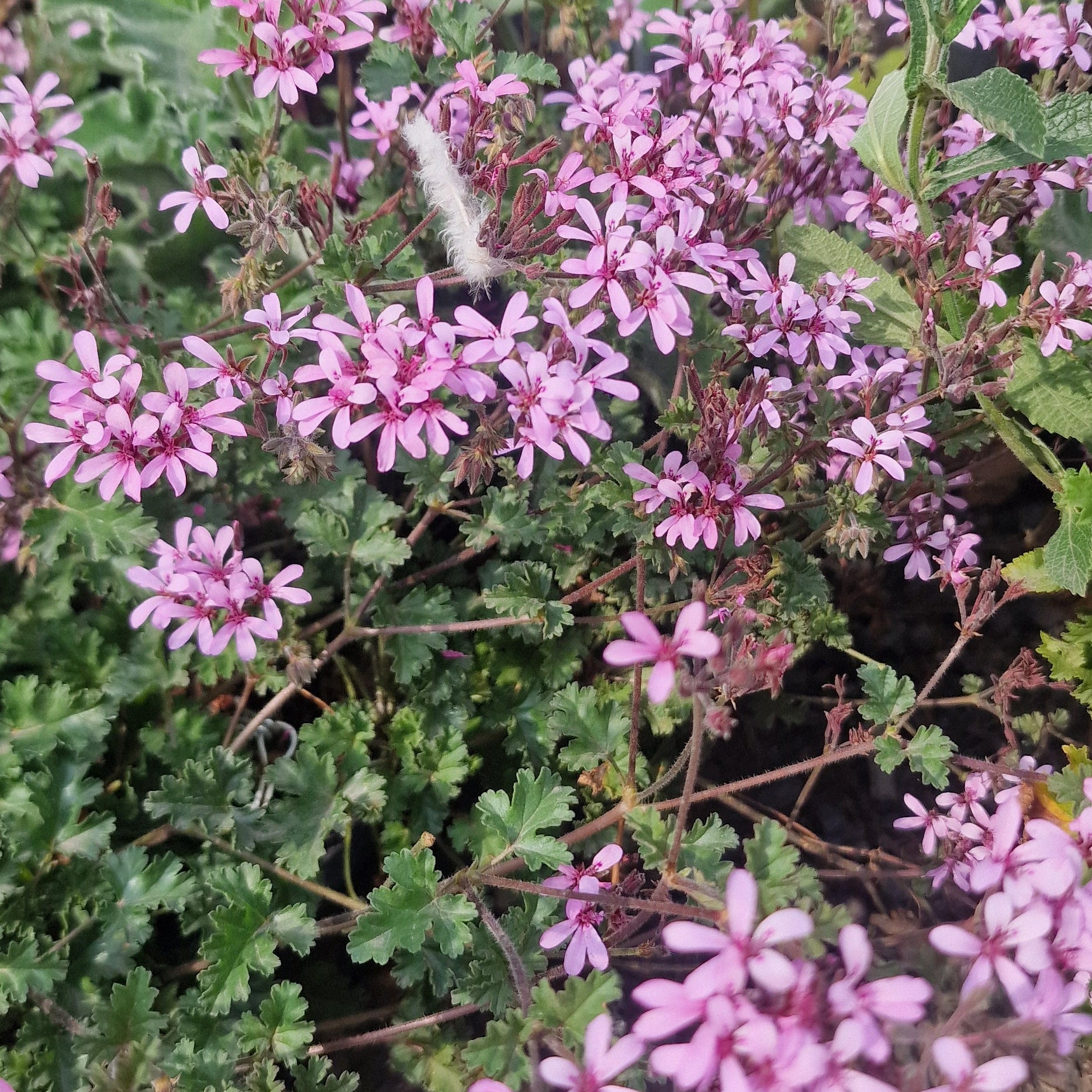 Deerwood Lavender Lass species hybrid Pelargonium