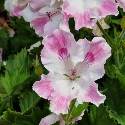 Delli - Regal Pelargonium (Geranium) plant - 6cm bio pot