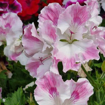 Delli - Regal Pelargonium (Geranium) plant - 6cm bio pot