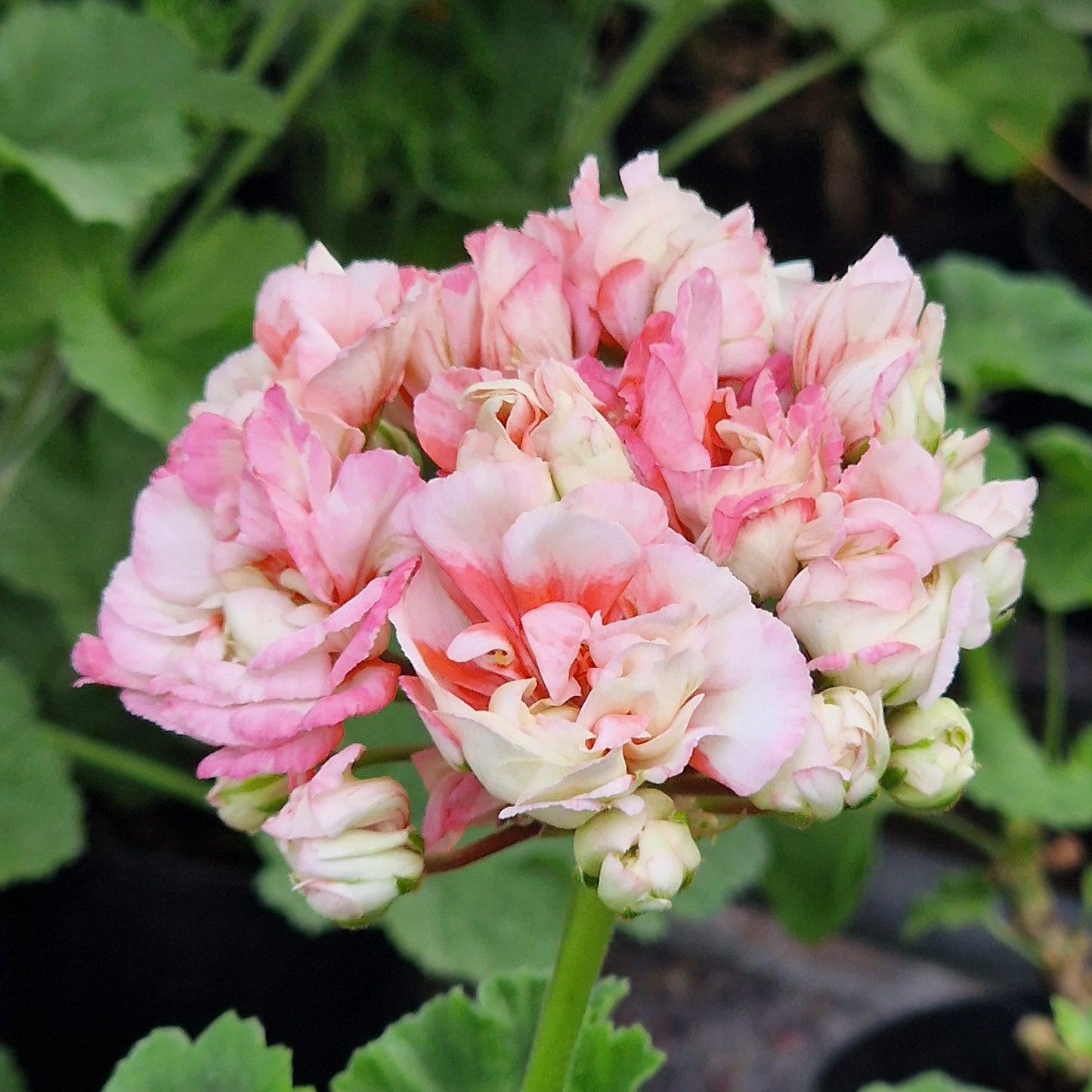 Denise is an unusual Rosebud Pelargonium