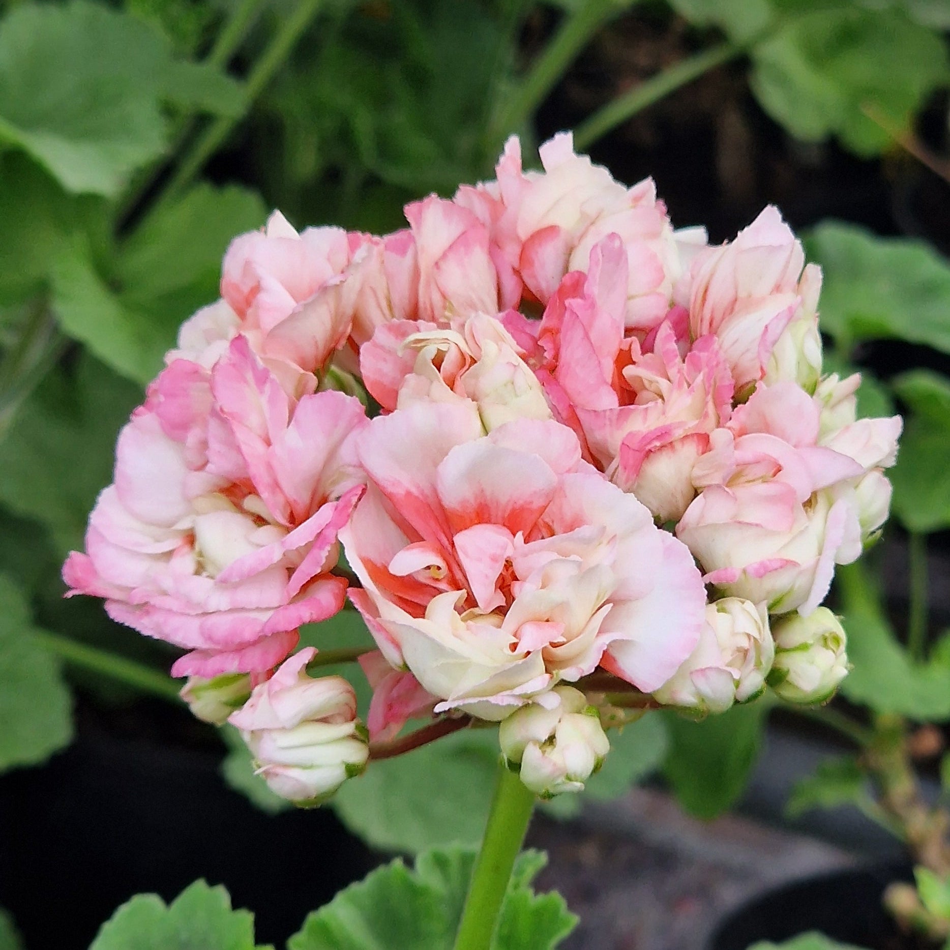 Denise is an unusual Rosebud Pelargonium