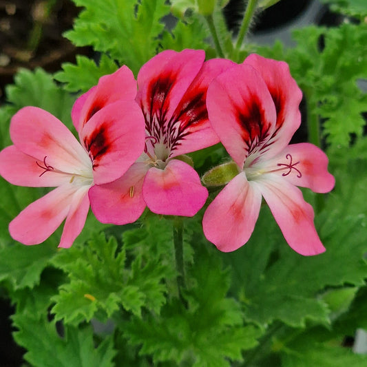 Duchess of Devonshire - Unique Pelargonium (Geranium) Plant - 6cm bio pot