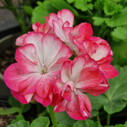 E Dabner - Zonal Pelargonium / Geranium Garden Plant - 6cm bio pot