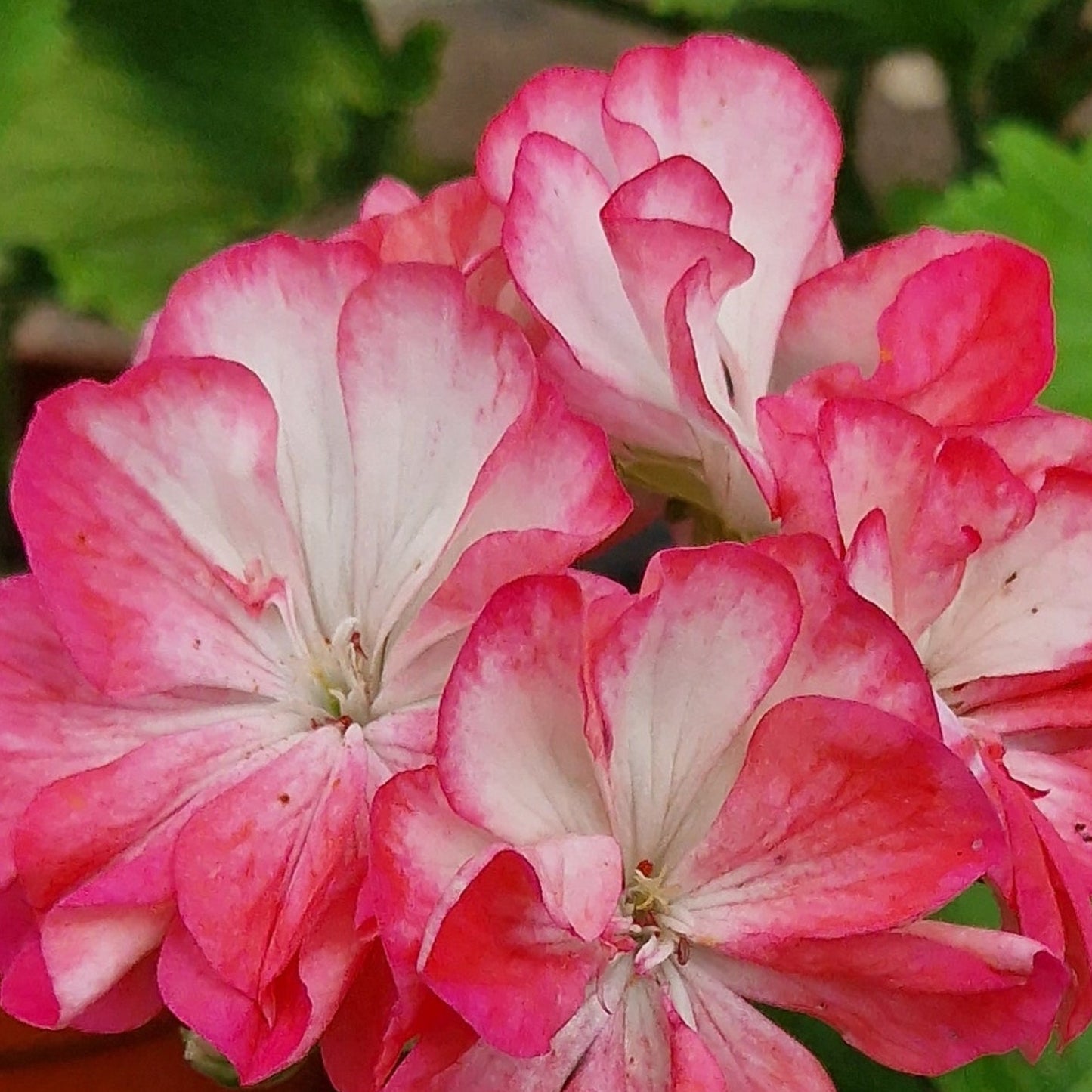 E Dabner - Zonal Pelargonium / Geranium Garden Plant - 6cm bio pot
