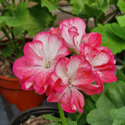 E Dabner - Zonal Pelargonium / Geranium Garden Plant - 6cm bio pot