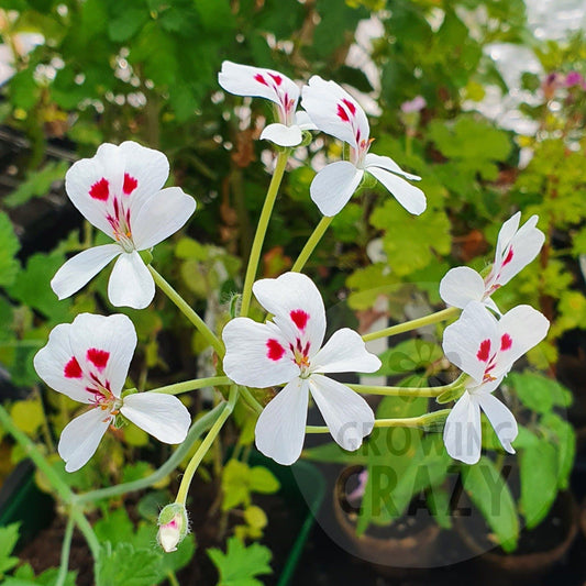 echinatum album - Species Pelargonium (Geranium) Single Plant 6cm bio pot
