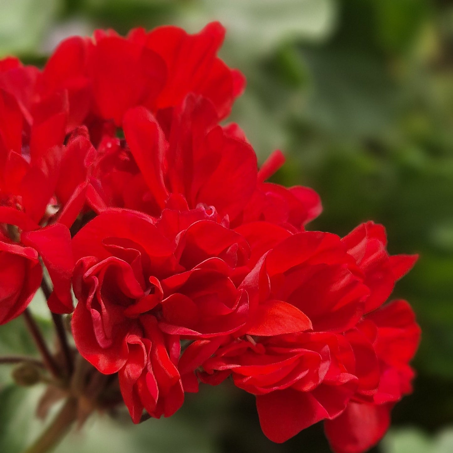 Edmund Lachenal - Zonal Pelargonium / Geranium Garden Plant - 6cm bio pot