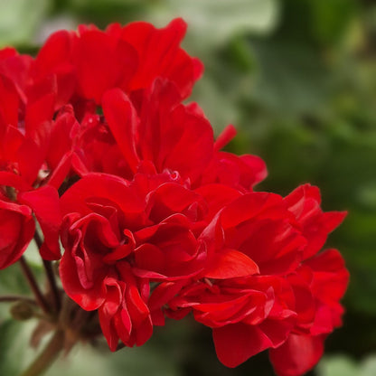 Edmund Lachenal - Zonal Pelargonium / Geranium Garden Plant - 6cm bio pot