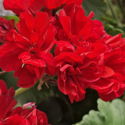 Edmund Lachenal - Zonal Pelargonium / Geranium Garden Plant - 6cm bio pot