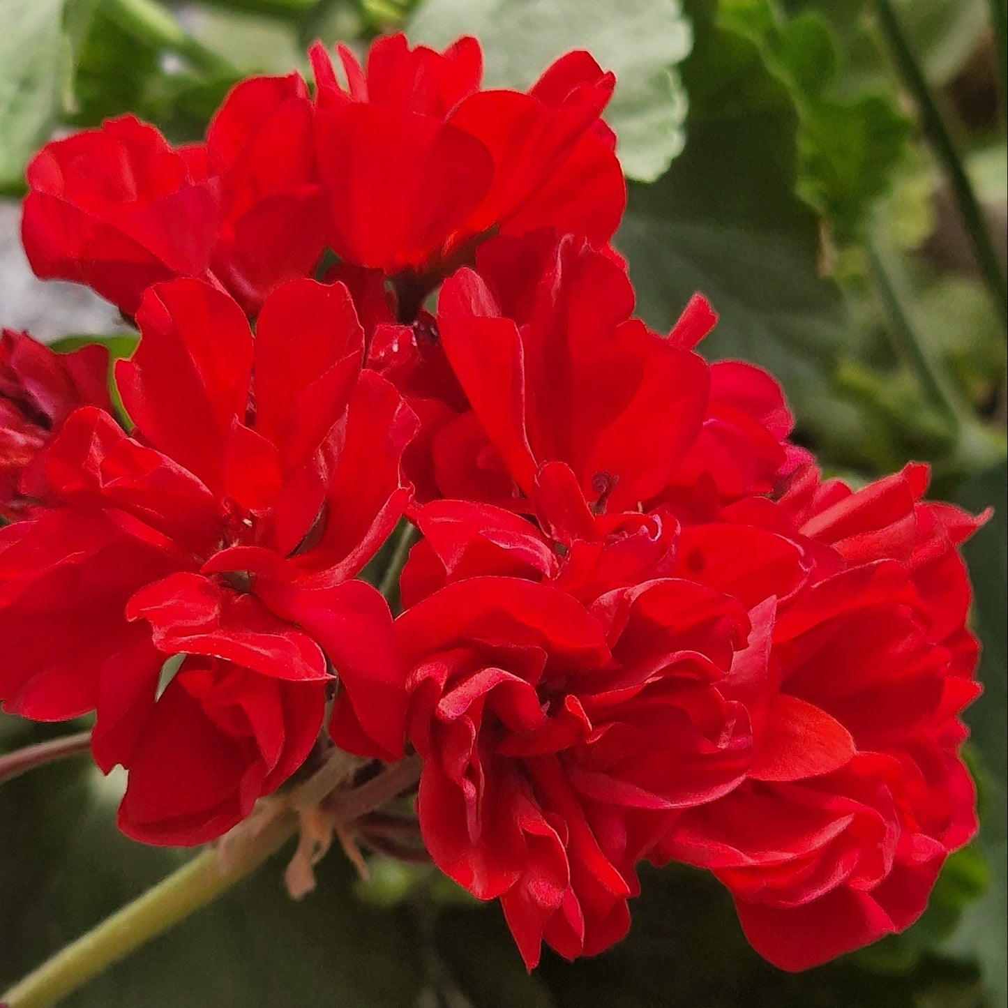 Edmund Lachenal - Zonal Pelargonium / Geranium Garden Plant - 6cm bio pot