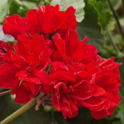 Edmund Lachenal - Zonal Pelargonium / Geranium Garden Plant - 6cm bio pot