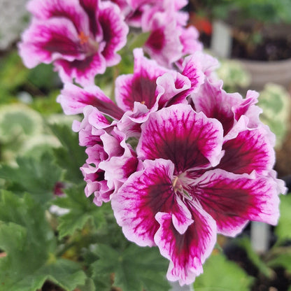 Elsie Taylor - Regal Pelargonium (Geranium) plant - 6cm bio pot